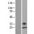 Western Blot: Kallikrein 6 Lysate [NBL1-12355] - Western Blot experiments. 
Left-Control; Right -Over-expression Lysate for KLK6
